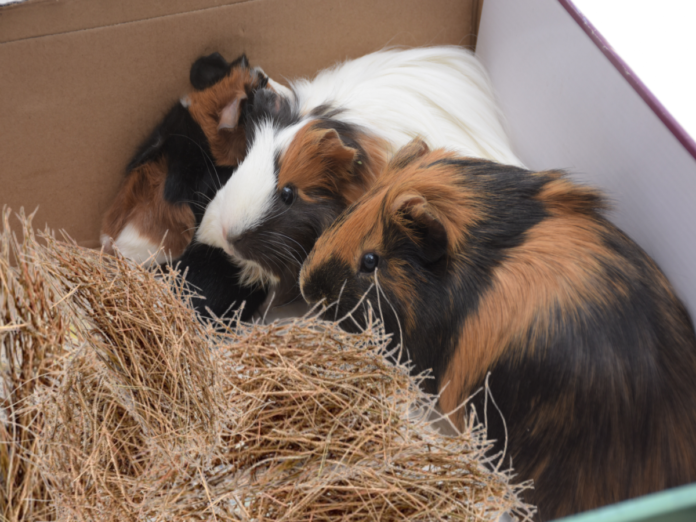 What To Put In Guinea Pig Litter Box