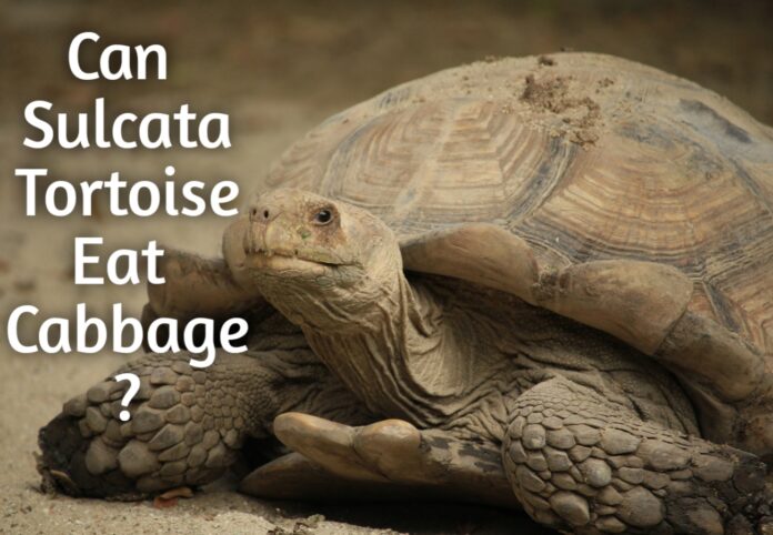 Can Sulcata Tortoises Eat Cabbage?