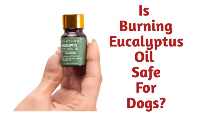 Is Burning Eucalyptus Oil Safe For Dogs?