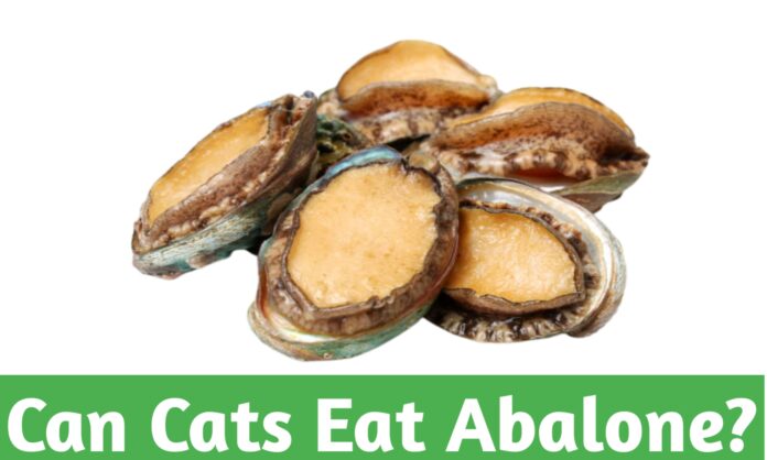 Can Cats Eat Abalone?