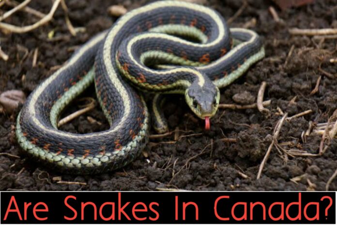 Are Snakes In Canada?