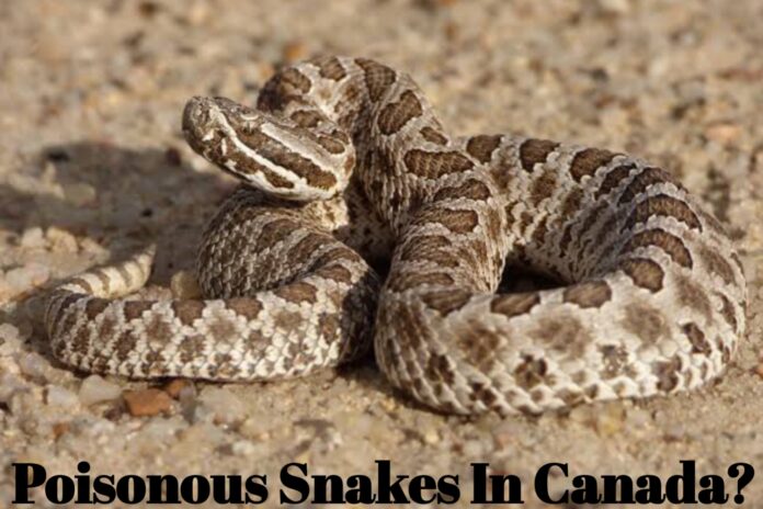 Are There Any Poisonous Snakes In Canada?