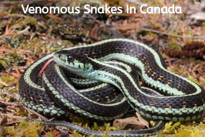 Are There Any Venomous Snakes In Canada?