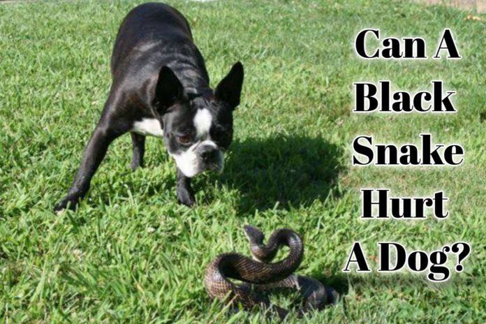 Can A Black Snake Hurt A Dog?