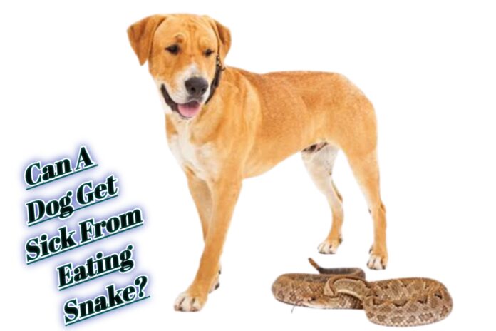Can A Dog Get Sick From Eating Snake?
