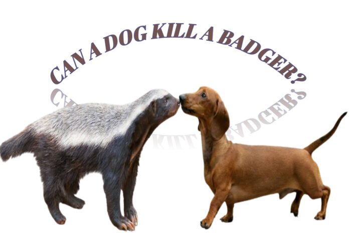 Can A Dog Kill A Badger?