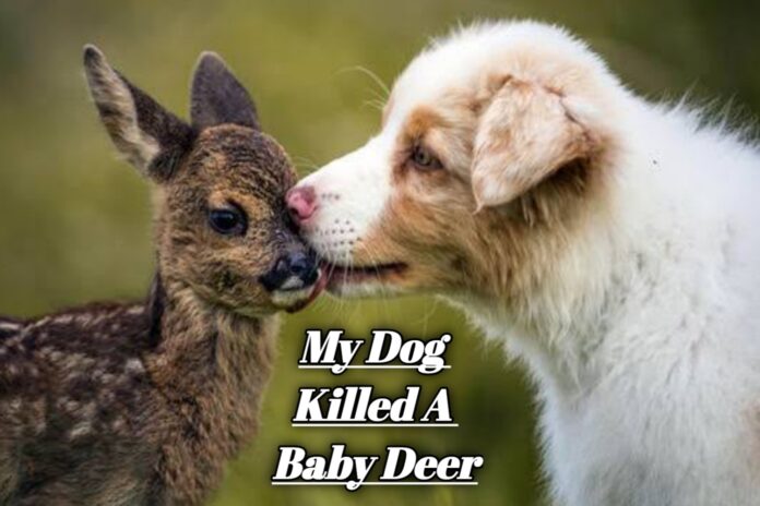 My Dog Killed A Baby Deer