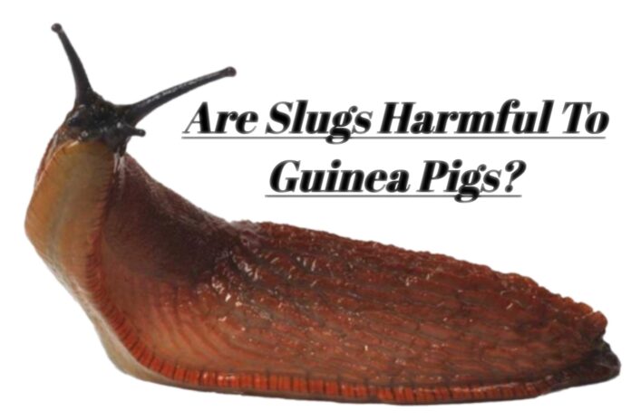 Are Slugs Harmful To Guinea Pigs?