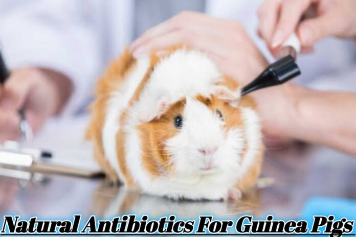 Natural Antibiotics For Guinea Pigs