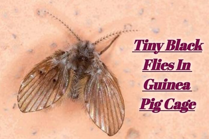 Tiny Black Flies In Guinea Pig Cage