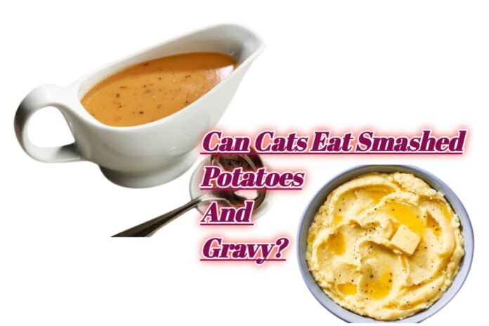 Can Cats Eat Mashed Potatoes And Gravy?