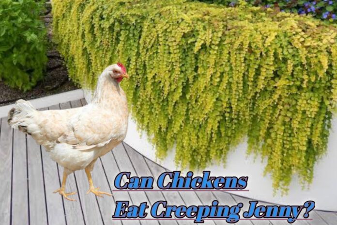 Can Chickens Eat Creeping Jenny?
