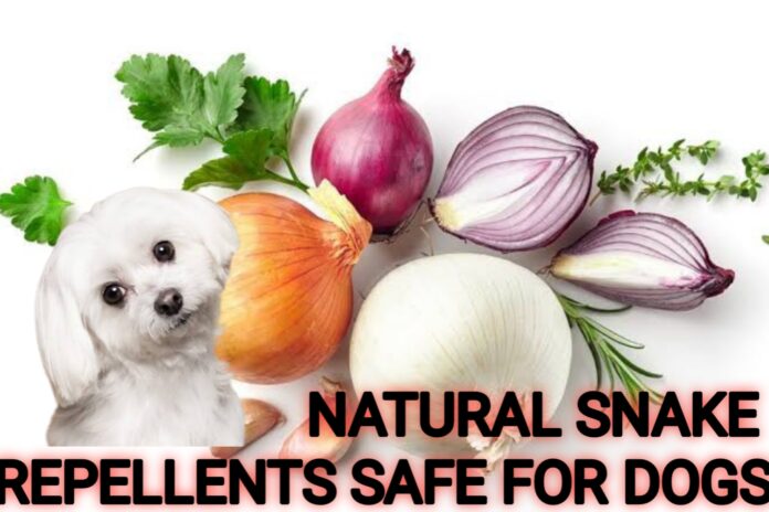 Natural Snake Repellents Safe For Dogs