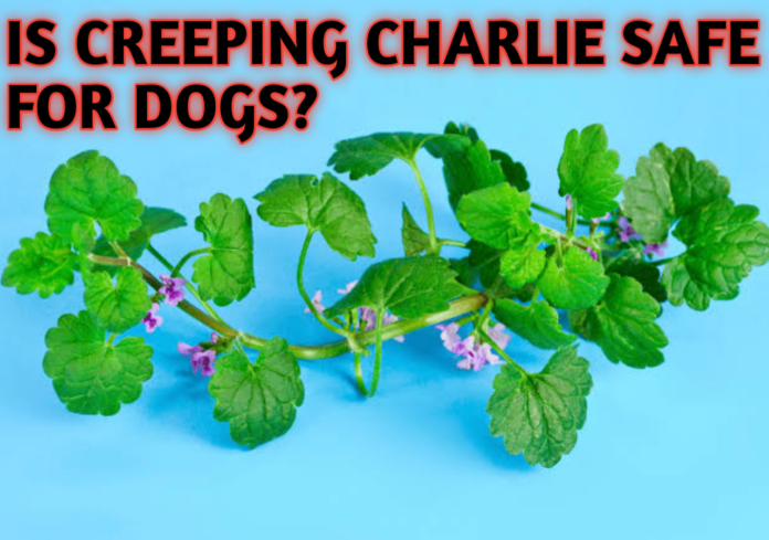 Is Creeping Charlie Safe for Dogs?