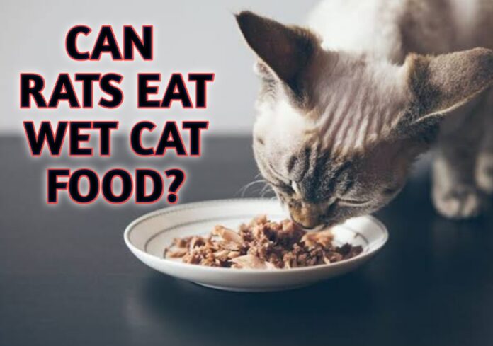 Can Rats Eat Wet Cat Food?