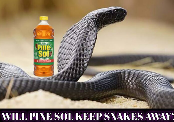 Will Pine Sol Keep Snakes Away?