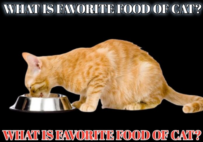 What Is Favorite Food Of Cat?